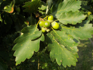 Kocsánytalan tölgy (Quercus petraea) kép: wikipedia